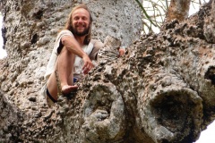 baobab