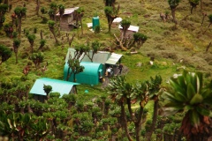 bujukuhut