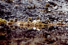 jezirko