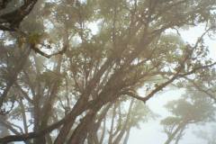 rainforest
