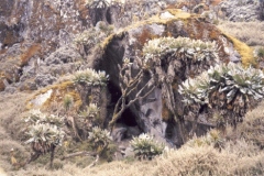 ruwlobel
